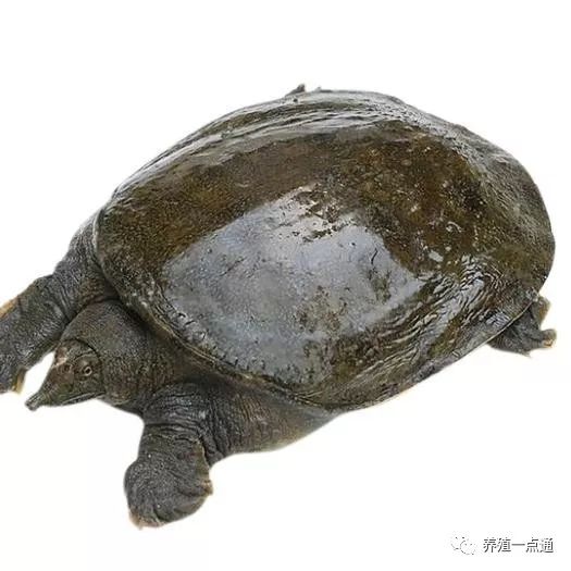 虾南美养殖高效技术方法_南美虾高效养殖技术_虾南美养殖高效技术研究