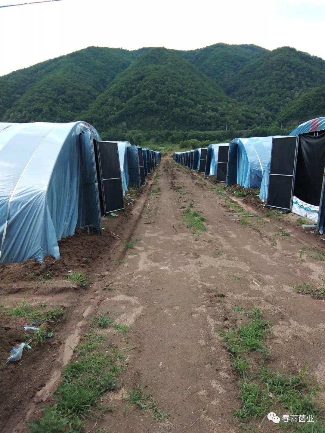 滑子蘑养殖技术_滑子蘑的种植技术_滑子蘑养殖前景怎么样