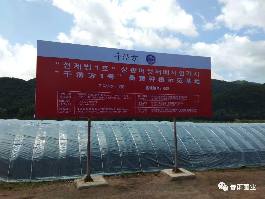 滑子蘑养殖技术_滑子蘑养殖前景怎么样_滑子蘑的种植技术