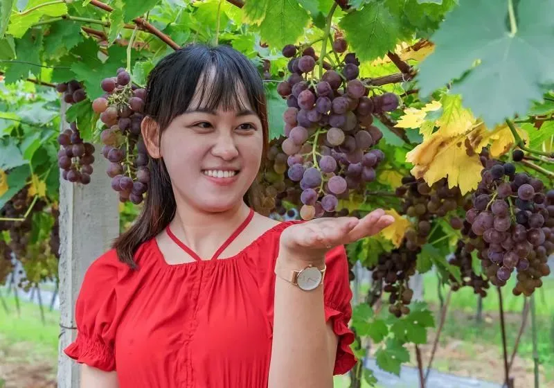 致富经农业种植_农民种植致富_农业种植致富秘密