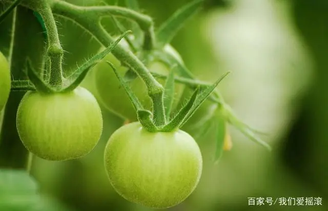 蕃茄种植技术图片_种植图片蕃茄技术与管理_种植番茄的过程有图