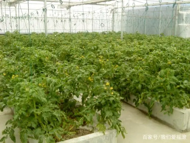 种植图片蕃茄技术与管理_种植番茄的过程有图_蕃茄种植技术图片