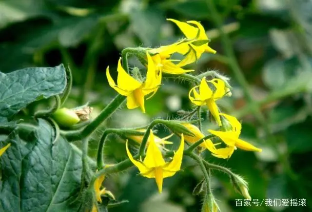 蕃茄种植技术图片_种植图片蕃茄技术与管理_种植番茄的过程有图