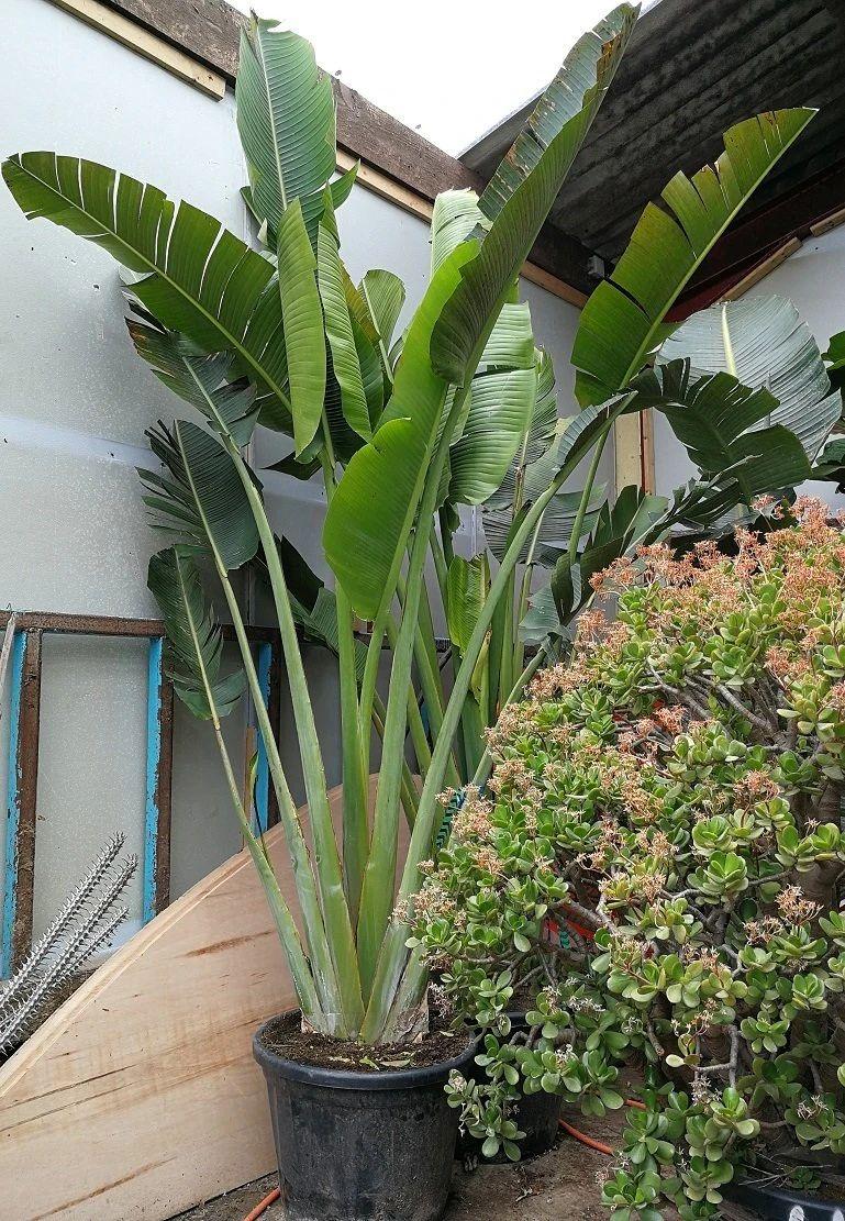 北方芭蕉_芭蕉北方种植技术与管理_北方芭蕉树种植