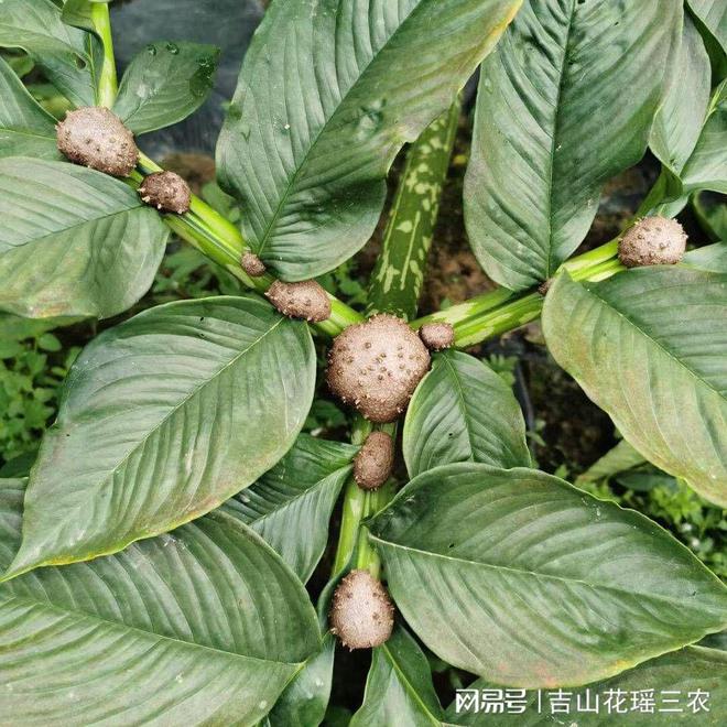 魔芋种植技术图片_种植图片魔芋技术与管理_魔芋图片种植技术