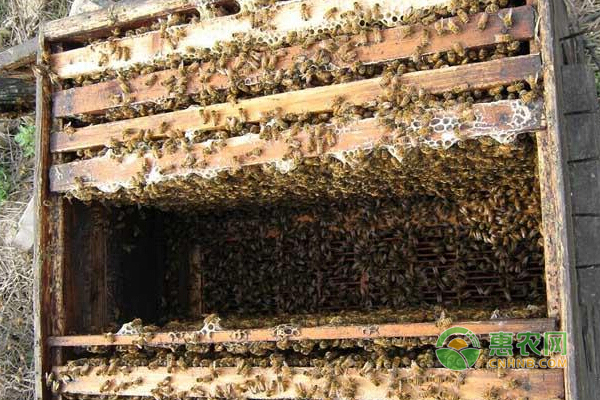 蜜蜂养殖案例：甘洛县养蜂人沙嘎伟金靠勤劳的双手甜蜜致富-图片版权归惠农网所有