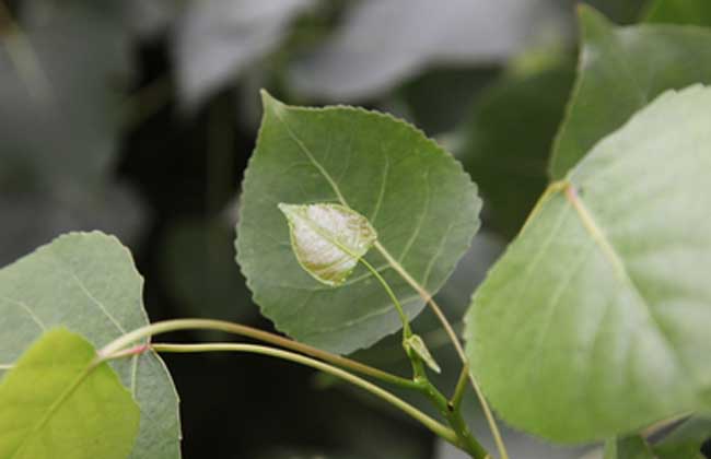 白杨树种植技术