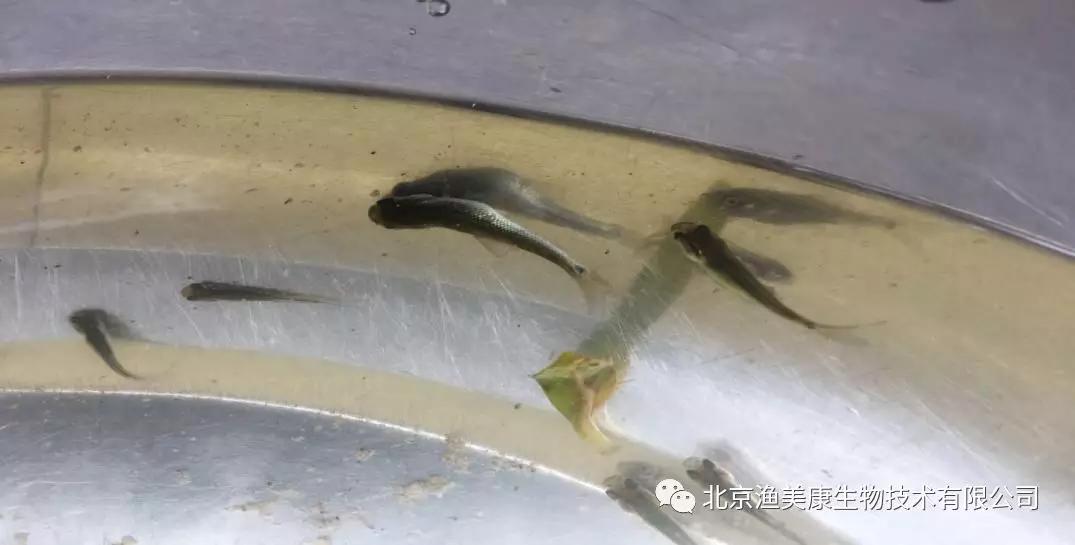 麦鲮养殖视频_麦鲮鱼养殖成本效益_最新麦鲮鱼养殖技术