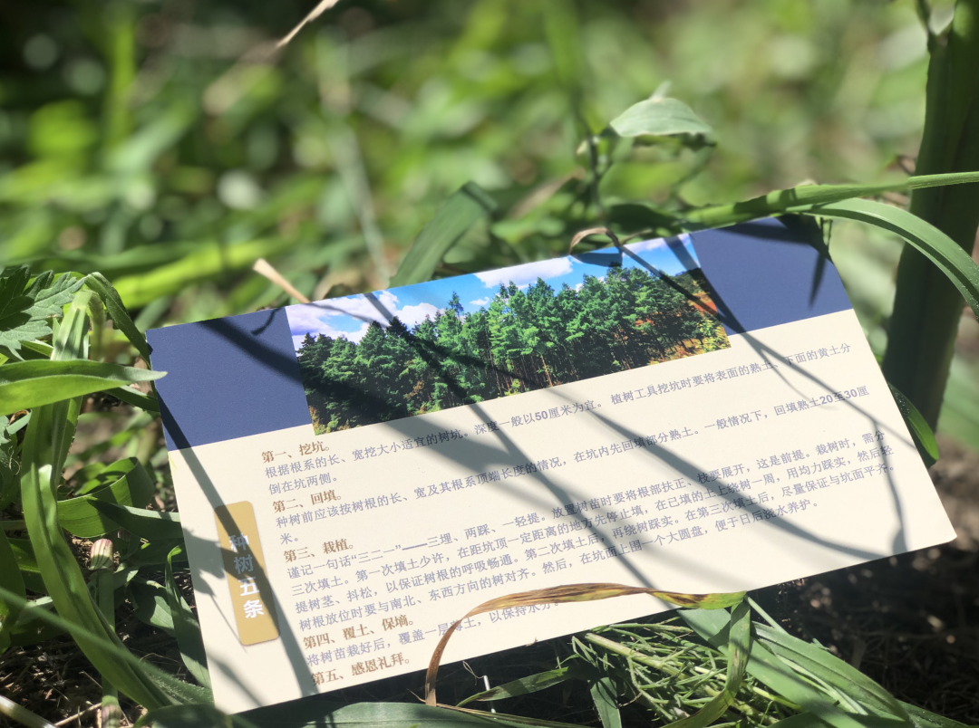 野鸭飞_致富经会飞的野鸭_养野鸭会飞怎么办