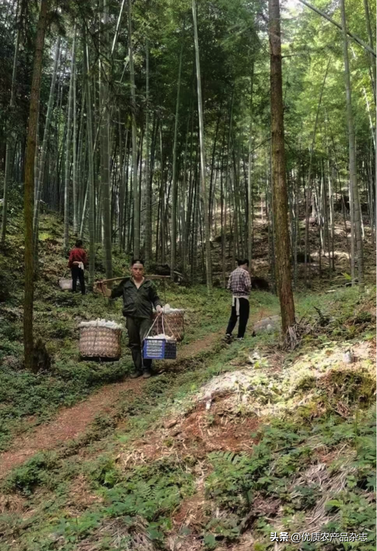 致富经宁竹笋_种植笋致富_致富经竹笋致富视频