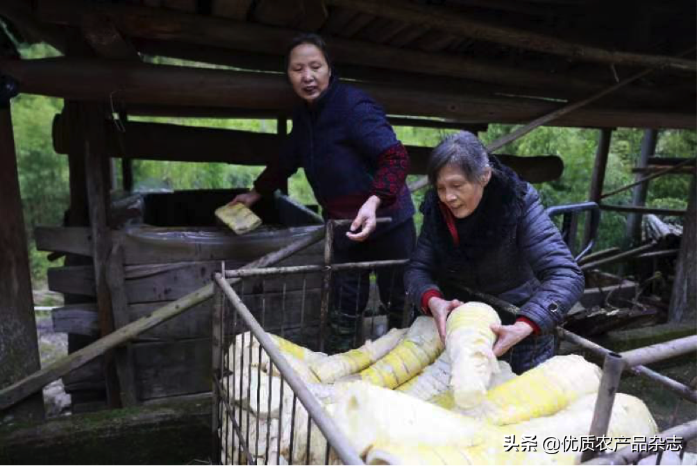 致富经宁竹笋_种植笋致富_致富经竹笋致富视频
