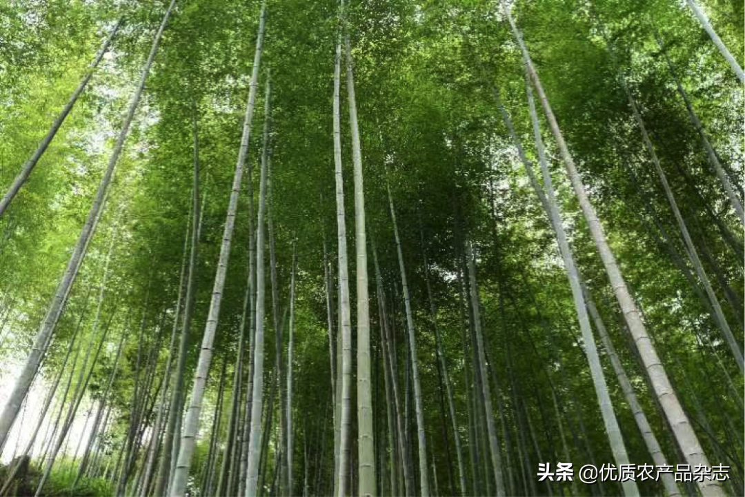 种植笋致富_致富经竹笋致富视频_致富经宁竹笋
