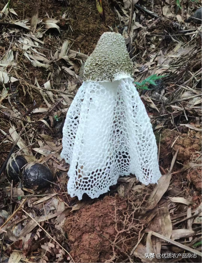 致富经宁竹笋_致富经竹笋致富视频_种植笋致富