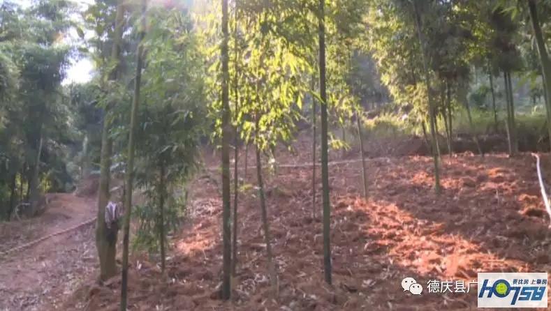 致富经余方种植竹笋_竹笋创业_致富经宁竹笋