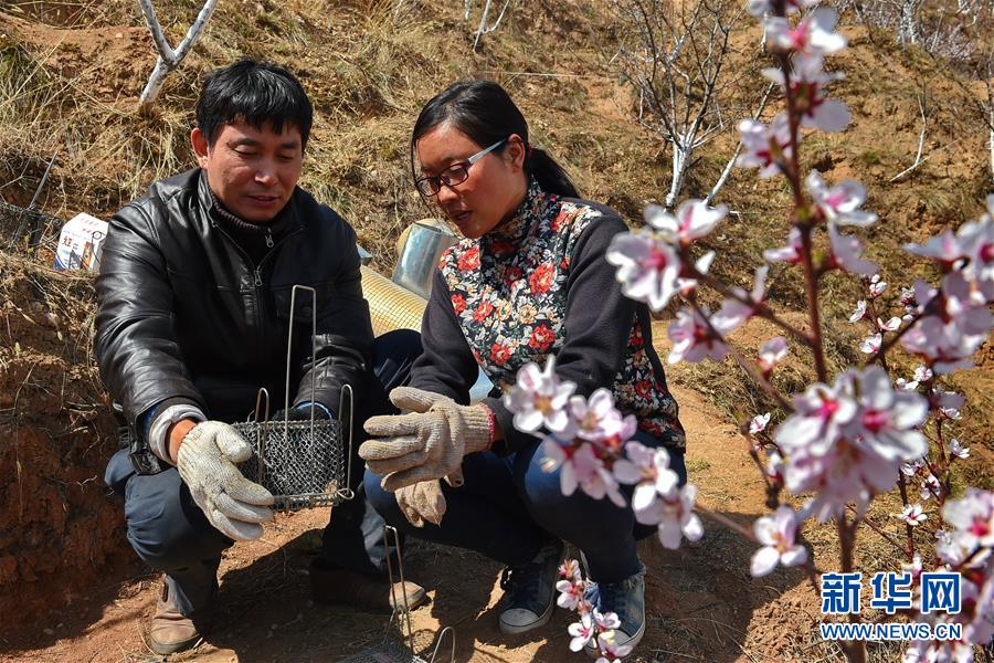 扁桃种植致富_扁桃种植技术_扁桃种植效益