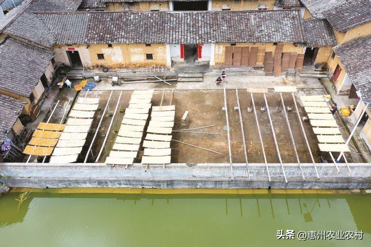 龙门新寮村竹笋铺就村民“金”光大道