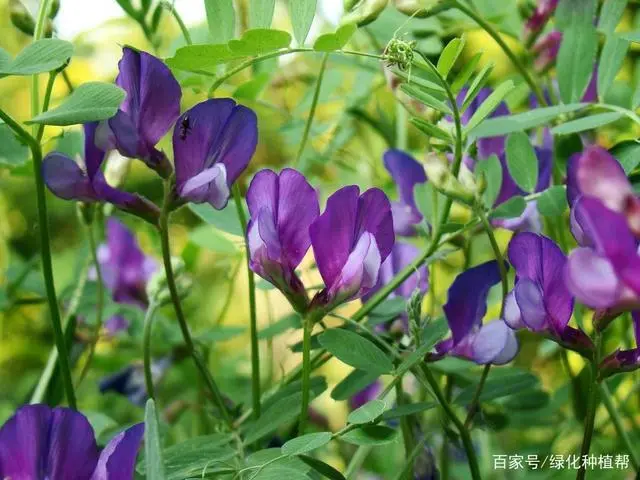 种植葡萄的技术_葡萄优质种植技术_高品质葡萄种植技术