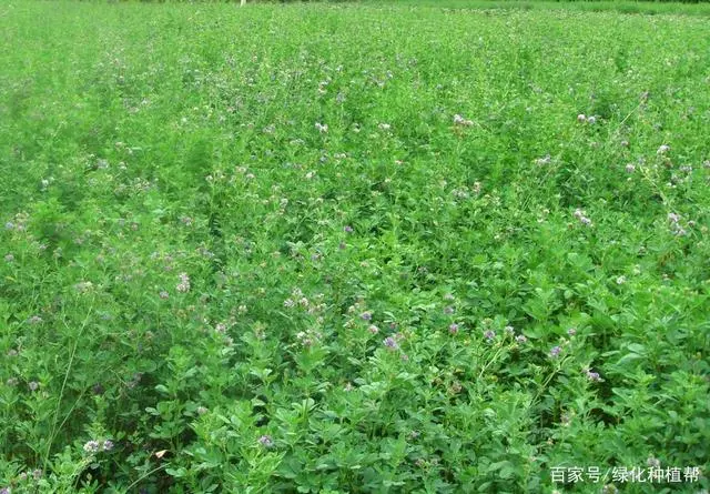葡萄优质种植技术_种植葡萄的技术_高品质葡萄种植技术
