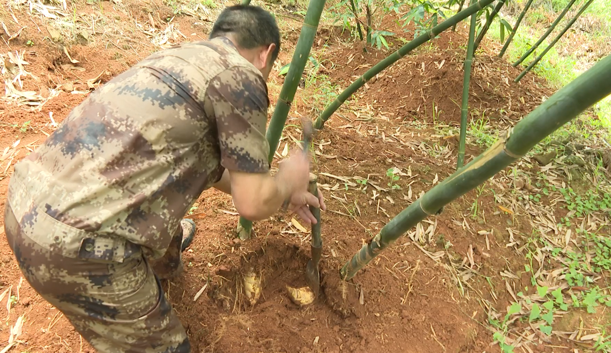 种植笋致富_致富经宁竹笋_致富经余方种植竹笋