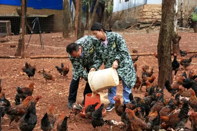 央视致富经黑鸡_中央电视台致富经养鸡_央视致富节目