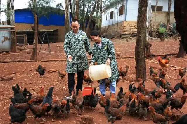 央视致富经黑鸡_央视致富节目_中央电视台致富经养鸡