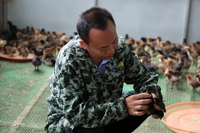 央视致富经黑鸡_央视致富节目_中央电视台致富经养鸡