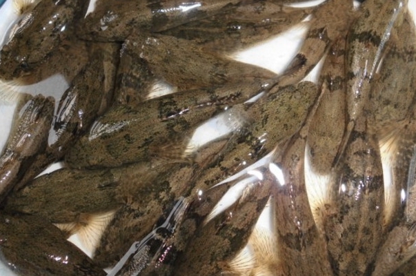 沙塘鳢水质要求很高，能不能和草鱼混养？
