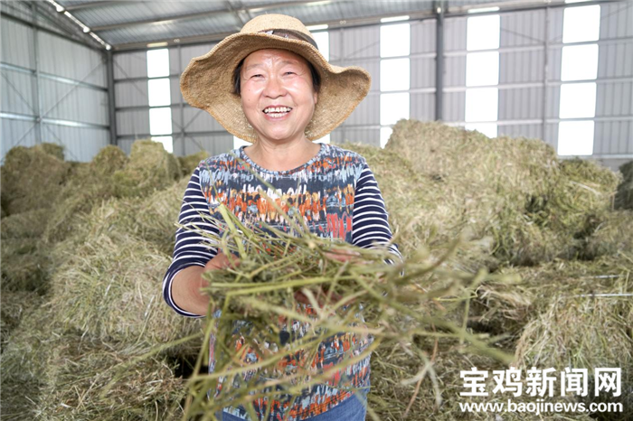 养殖黄山羊视频_山羊养殖大黄技术规程_大黄山羊养殖技术
