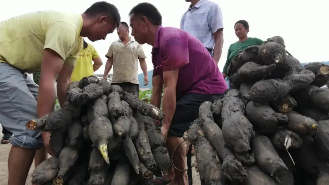 莲藕种植致富_致富经种藕视频 39_致富经大棚莲藕视频