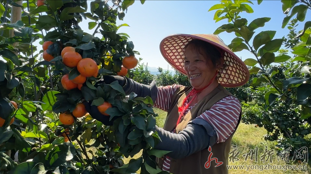 砂糖橘种植成本_砂糖橘子种植_种植砂糖橘致富