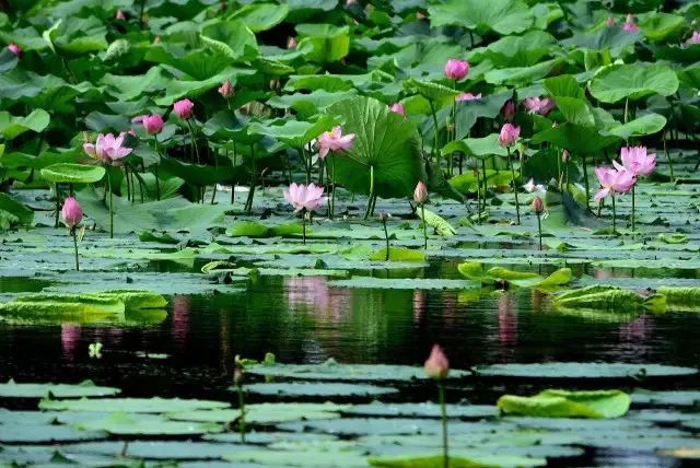 籽莲种植技术要点_籽莲新品种_莲籽种植技术