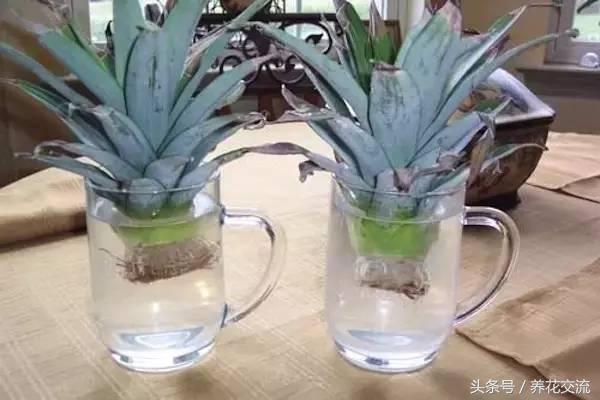 广东树菠萝种植技术_菠萝种植广东树技术要求_菠萝种植广东树技术要点
