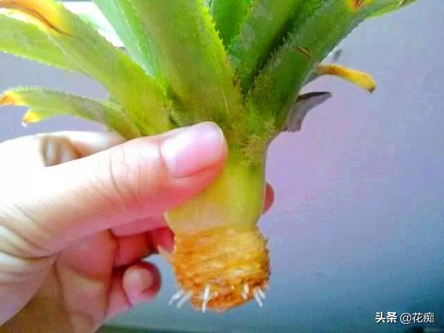 菠萝种植广东树技术与管理_菠萝种植广东树技术要点_广东树菠萝种植技术