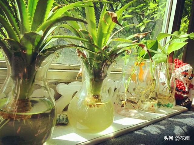 菠萝种植广东树技术与管理_广东树菠萝种植技术_菠萝种植广东树技术要点