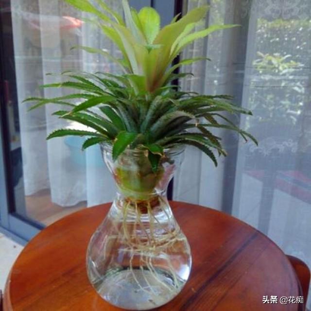 菠萝种植广东树技术与管理_菠萝种植广东树技术要点_广东树菠萝种植技术