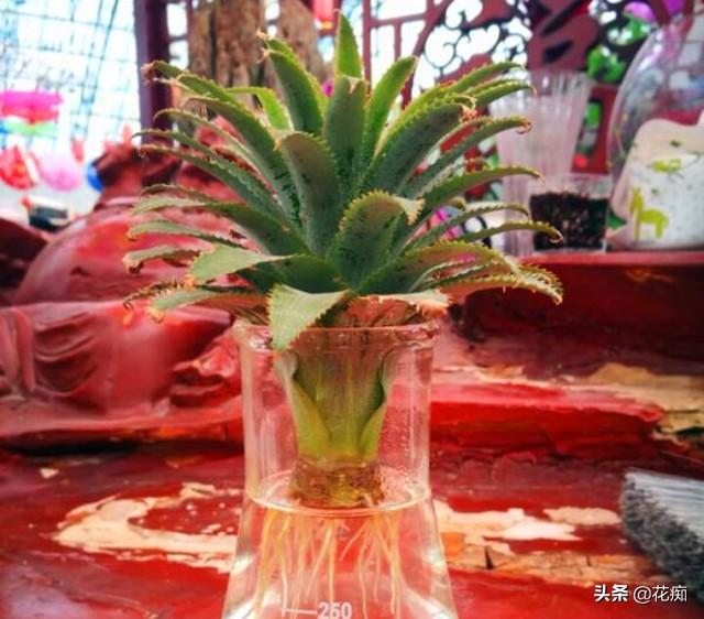 广东树菠萝种植技术_菠萝种植广东树技术与管理_菠萝种植广东树技术要点
