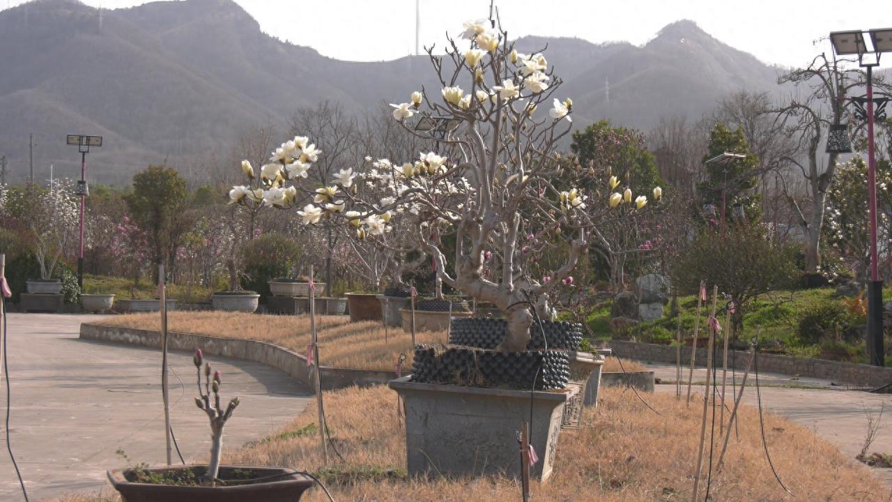 南召：“金扁担”挑起群众致富梦