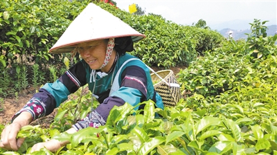 茶产业托起云南民族地区脱贫致富梦