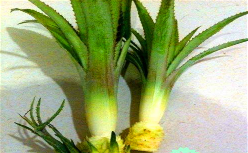 既能观赏，也可食用，菠萝在家中如何水培种植