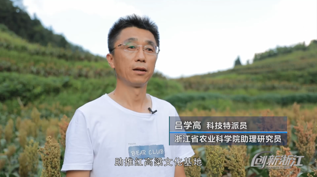 高粱高产种植技术视频_视频种植高梁技术方案_高梁种植技术视频