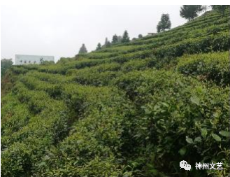 高梁种植技术视频_视频种植高梁技术教程_视频种植高梁技术方案