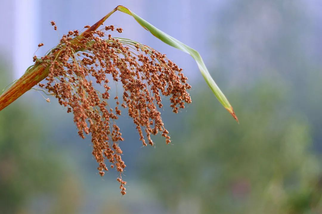 视频种植高梁技术有哪些_高梁种植技术视频_视频种植高梁技术教程