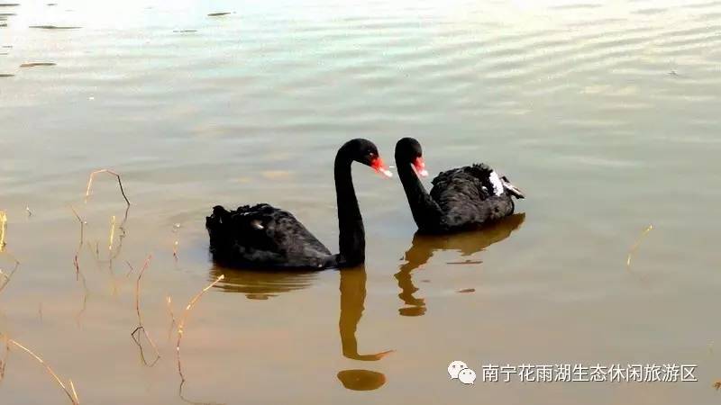 鹅填饲视频_填鹅养殖技术_鹅养殖技术与疾病防治