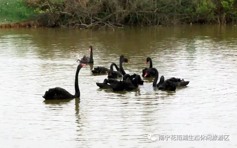 填鹅养殖技术_鹅填饲视频_鹅养殖技术与疾病防治