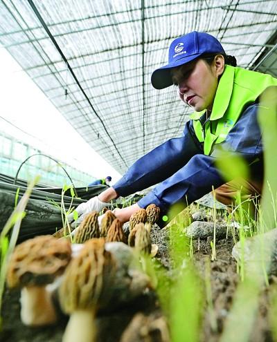 农广天地种植西瓜技术视频_农广天地旱地西瓜种植技术_农博士在行动西瓜高产施肥技术