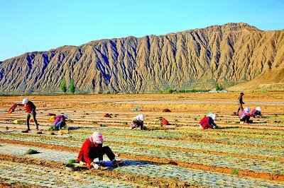 农博士在行动西瓜高产施肥技术_农广天地种植西瓜技术视频_农广天地旱地西瓜种植技术