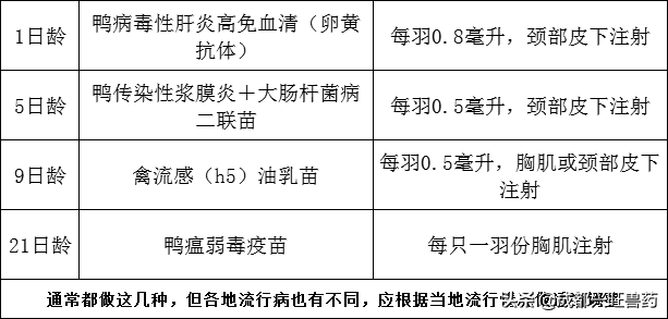 肉鸭养殖视频肉鸭养殖技术_肉鸭养殖技术网_肉鸭养殖技术视频播放