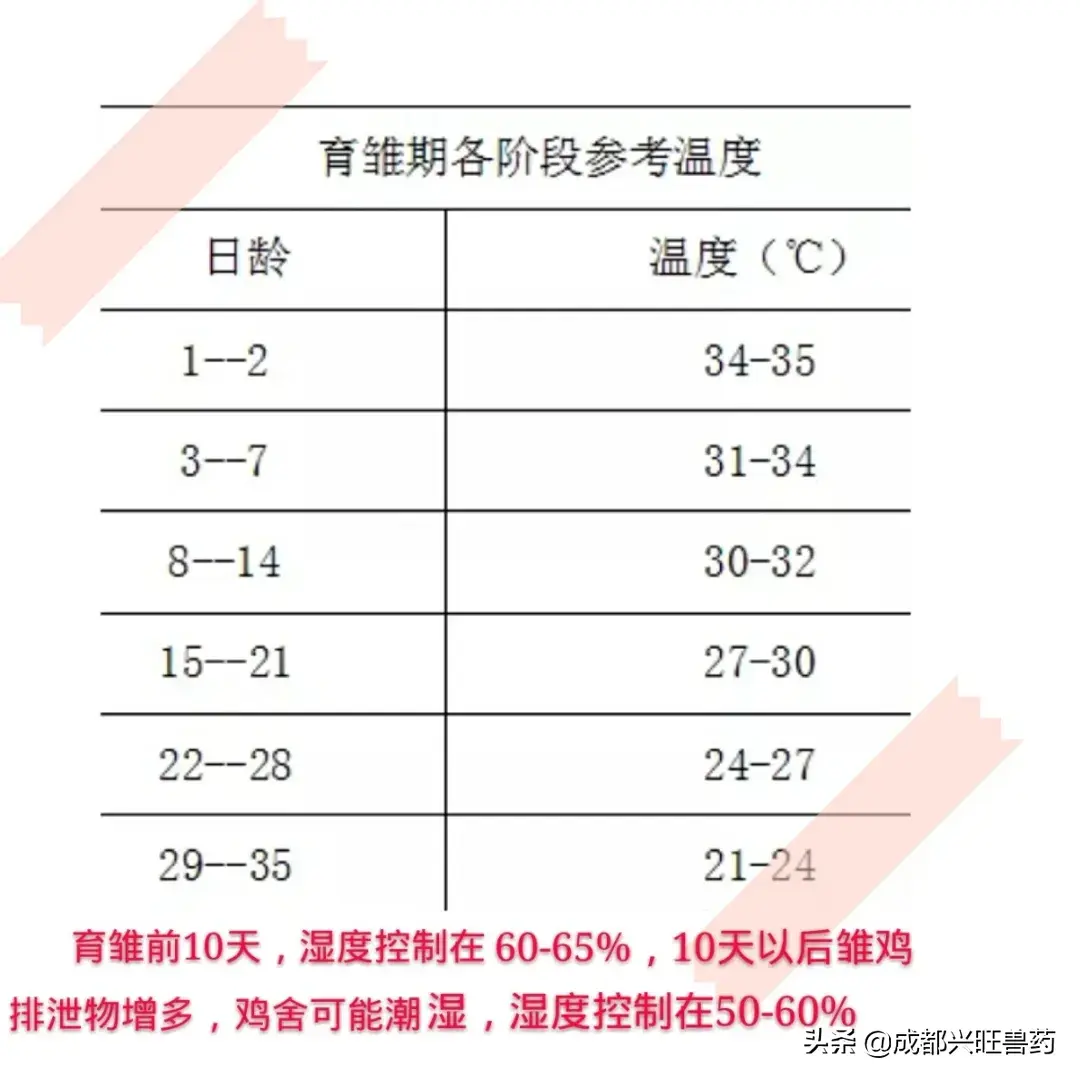 肉鸭养殖视频肉鸭养殖技术_肉鸭养殖技术网_肉鸭养殖技术视频播放