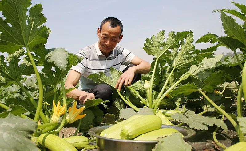 视频种植高梁技术有哪些_高梁种植技术视频_视频种植高梁技术教程
