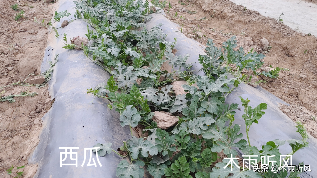 西瓜种植对土地的要求_怎样栽培西瓜视频农广天地_农广天地旱地西瓜种植技术